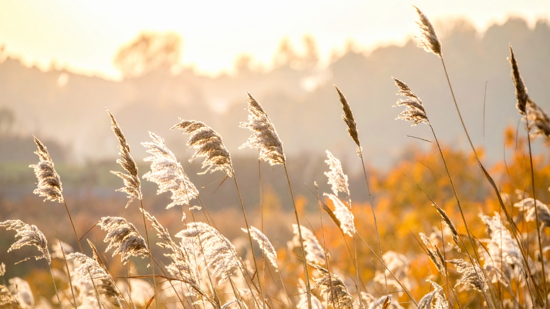 Beitragsbild-Moosmann-Coaching-Gewaltfreie-Kommunikation-Feld-mit-Gräsern-in-der-Sonne