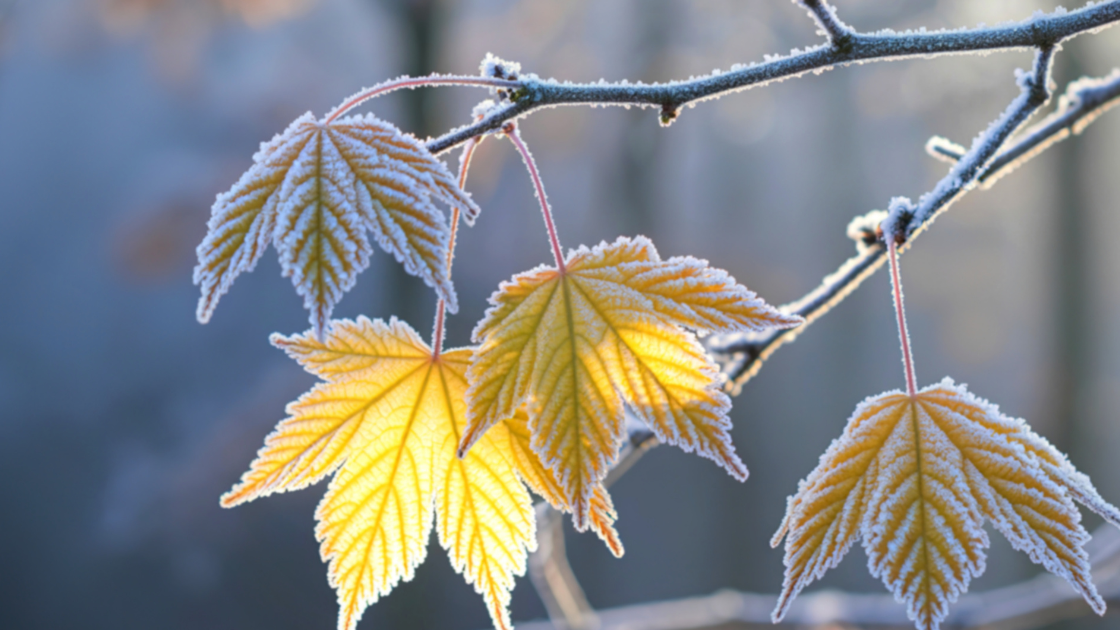 Beitragsbild-Moosmann-Coaching-Gewaltfreie-Kommunikation-Gefrorene-Ahornblättert