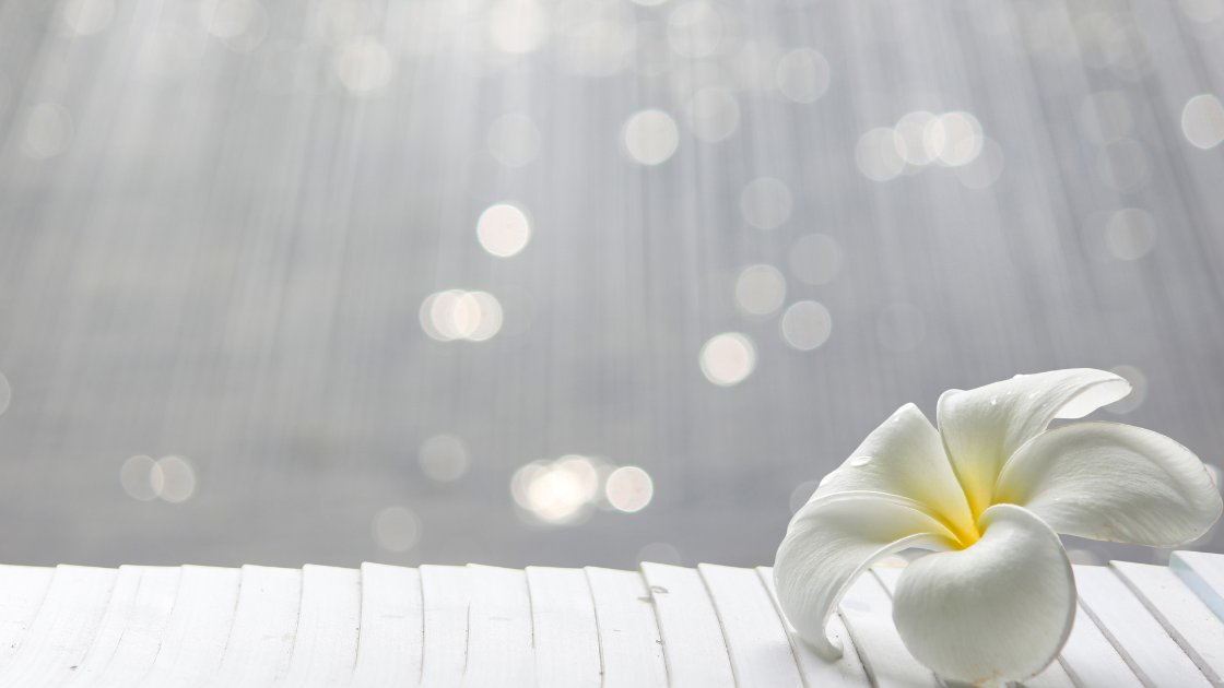 Beitragsbild-Moosmann-Coaching-Gewaltfreie-Kommunikation-weisse-Blume